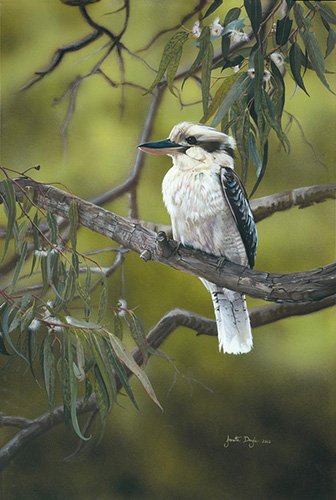 painting of a Kookaburra by Janette Doyle
