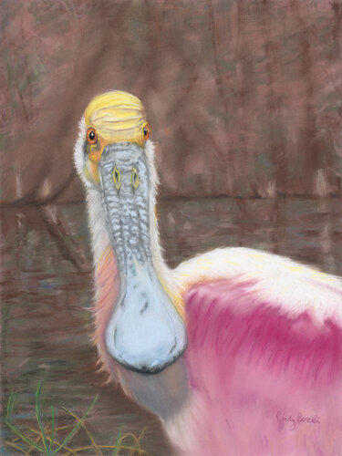 pastel portrait of a Roseate Spoonbill by Cindy Berceli