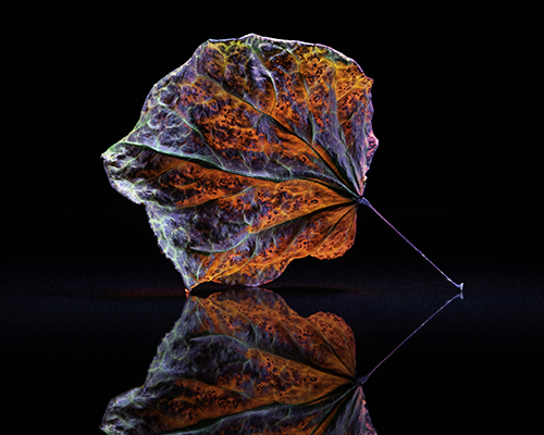 High color intensity leaf photograph by Filipp Kabanyayev