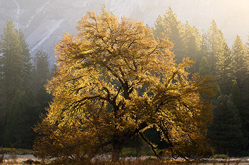 photo of a fall tree in Yosemite by Heather Morrow