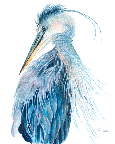 colored pencil bird portrait by Allison Richter
