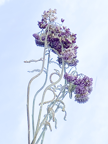 dried botanicals, photo by Brian Hallas