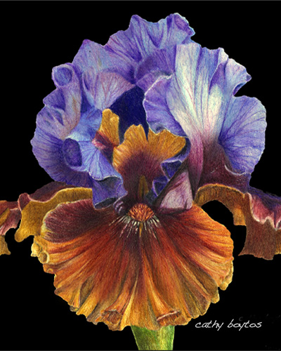 bold iris drawing by artist Cathy Boytos