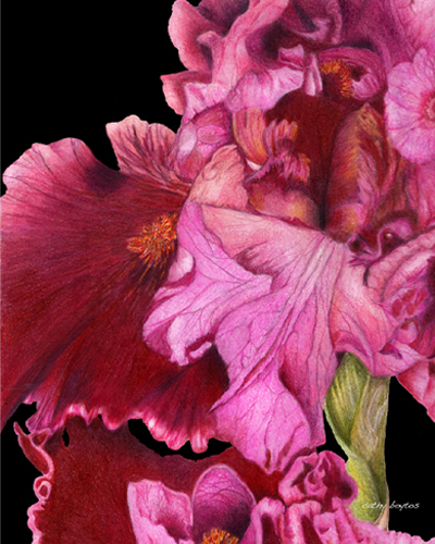 Pink iris colored pencil drawing by Cathy Boytos