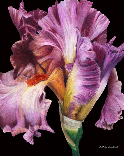Colored pencil drawing of an iris by Cathy Boytos