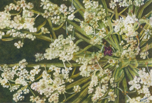 Watercolor painting of Queen Anne's lace