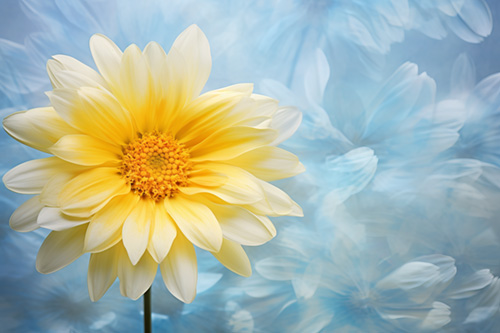 Fine art photo of a daisy