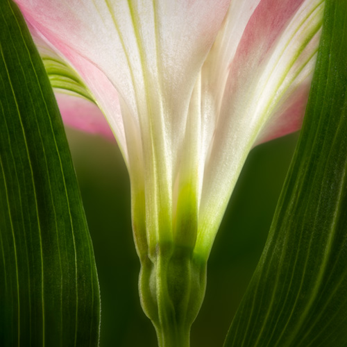 closeup photo of a Peruvian Lily