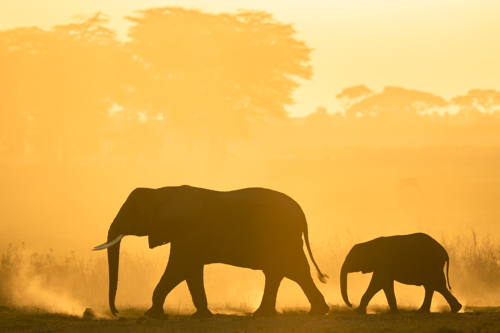 photograph of elephant and baby walking through dusty air