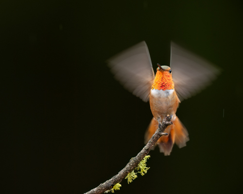 photograph of a hummingbird in flight