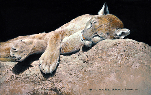 oil painting of a sleeping cougar