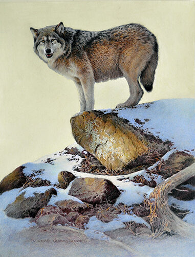 colored pencil drawing of a wolf