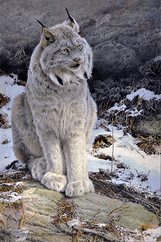 colored pencil drawing of a lynx