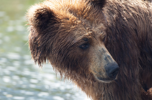 wildlife photo of a Russian bear