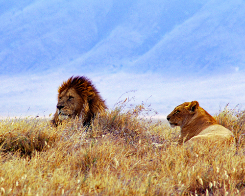 fine art photo of a pair of lions