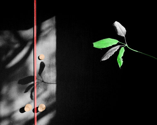 surreal botanical photo collage