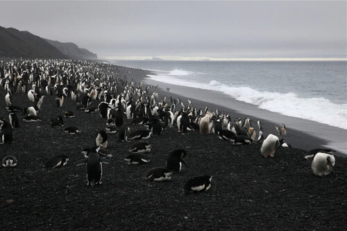 photo of penguin colonies in Antarctica