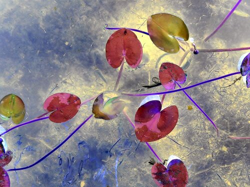 macro photo of lily pads with reverse colors by John Hintz