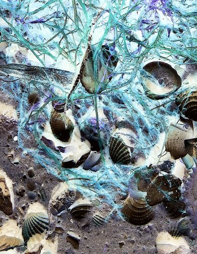 photograph of seashells with reverse color by John Hintz