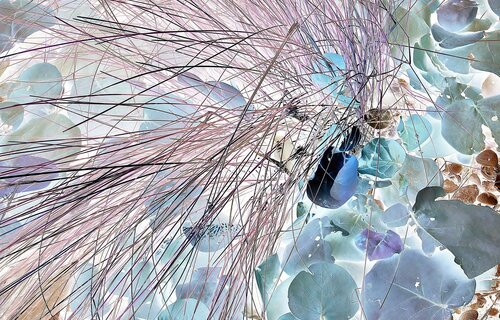 closeup photo of weeds with colors reversed by John Hintz