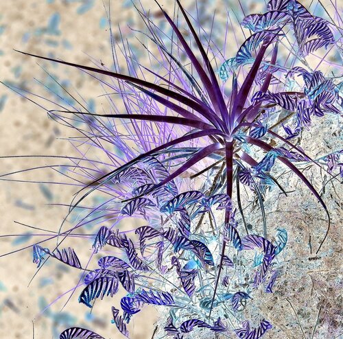 macro nature photo with reverse colors by John Hintz