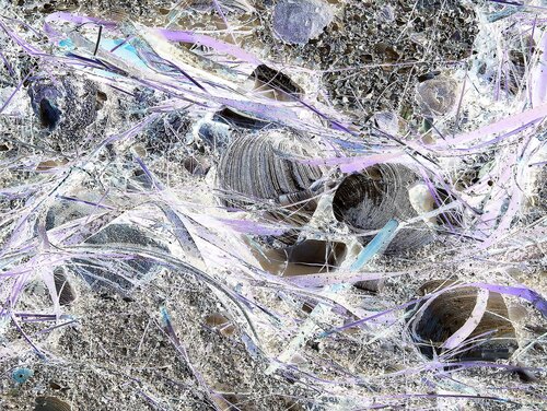 macro photography with reverse colors by John Hintz