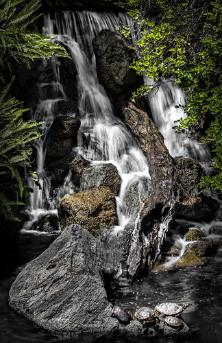 fine art photo of a waterfall and turtles