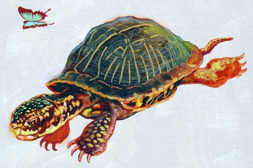 whimsical painting of a turtle