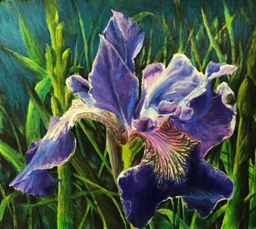 colored pencil drawing of an iris