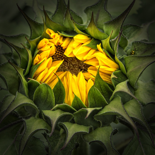 photograph of a sunflower unfolding