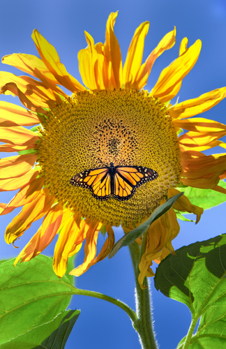 photograph of a sunflower and butterfly