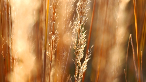 photograph of grasses growing in a field