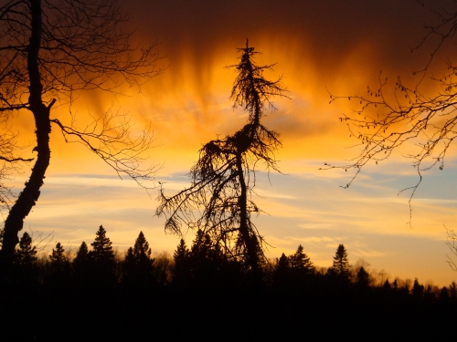 dramatic photo of a crooked tree in front of a sunset