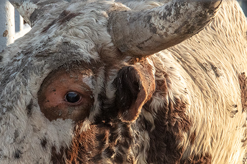 closeup photo of a bull