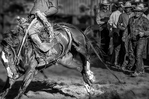 black and white rodeo photograph