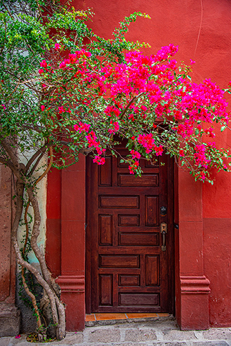 Photo of a door in Mexico covered with bougainvilla