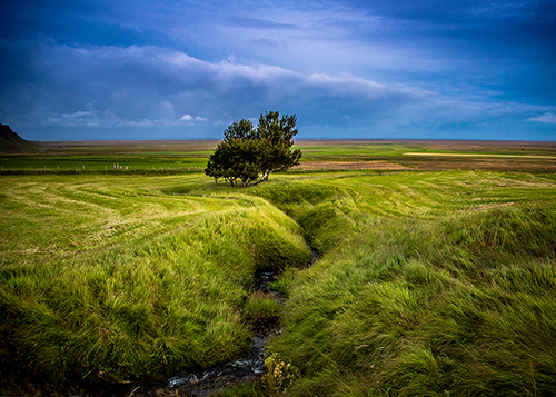 "The Lonely Tree - Oraefi, Iceland" (2018) digital photography, variable size