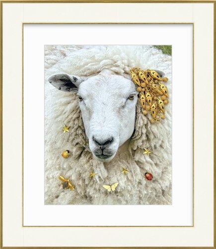 whimsical photograph of a sheep