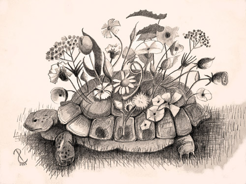 pen and ink drawing of a whimsical turtle and flowers