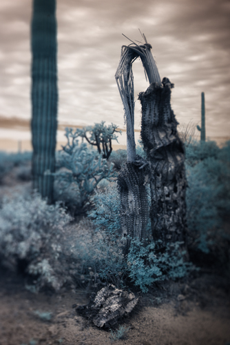 fine art photo of a landscape with dead cactus