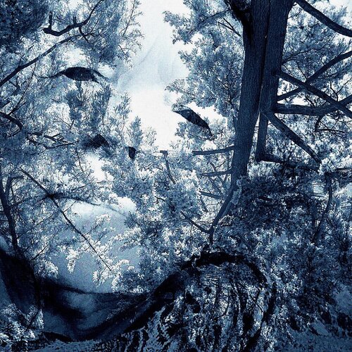 self-portrait photo overlaid with tree images