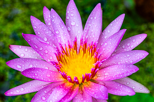 photograph of a purple waterlily in bloom