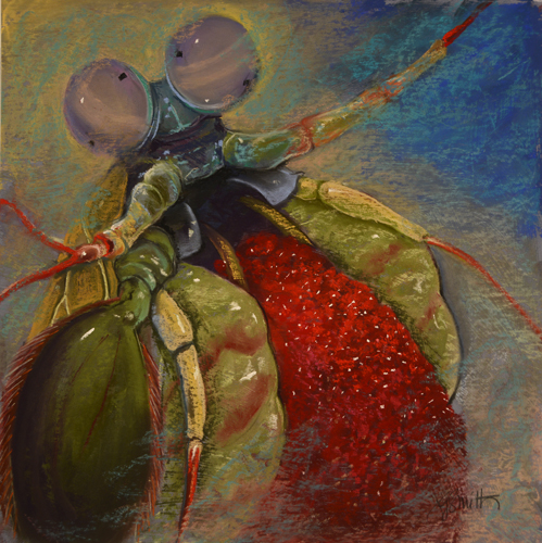 painting of a peacock mantis shrimp with eggs