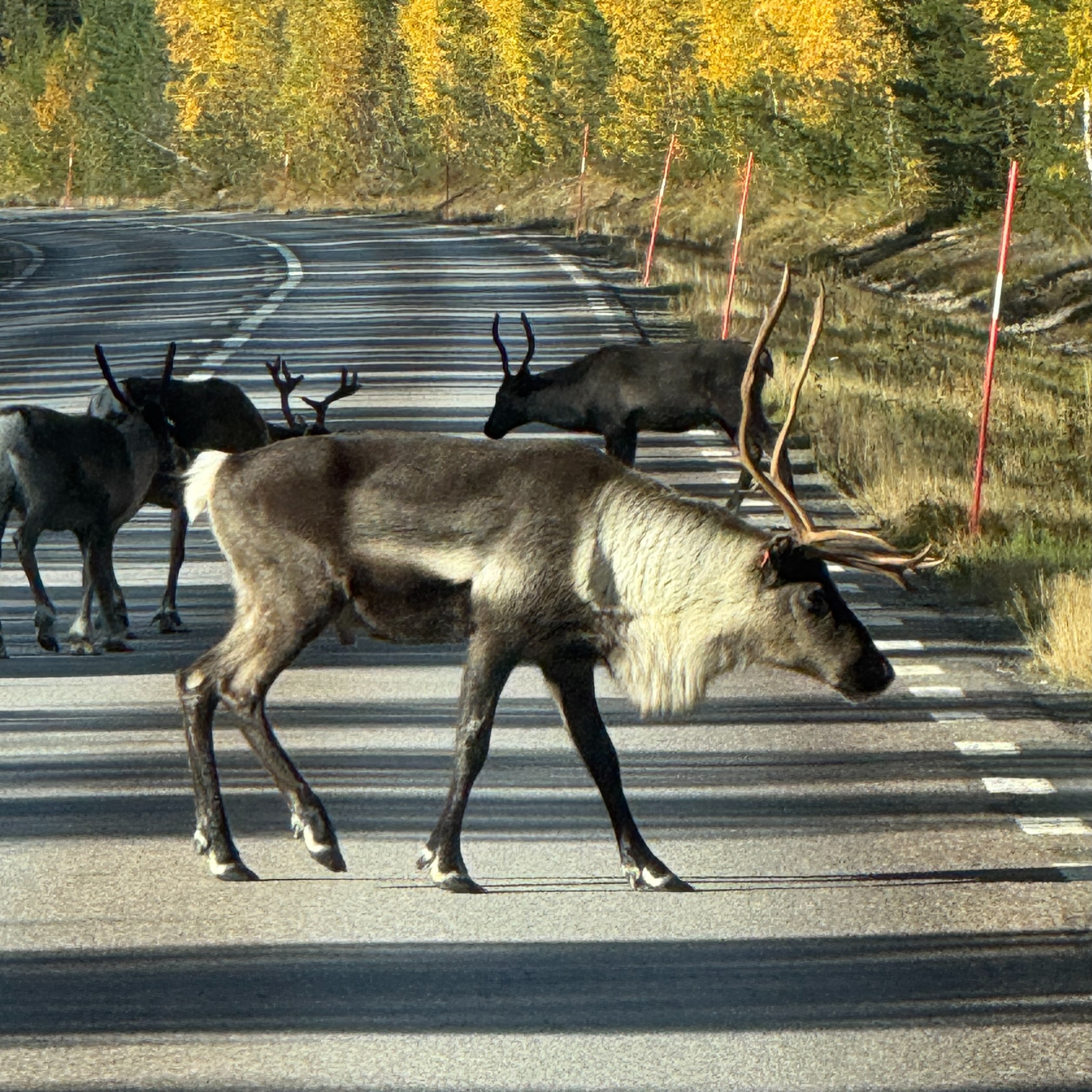 Photo by Invader on October 04, 2026. May be an image of moose and text.